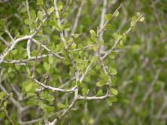 Schaefferia cuneifolia