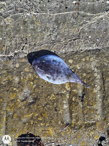 Sphoeroides pachygaster observed 2025-07-14