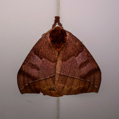 Automeris zurobara