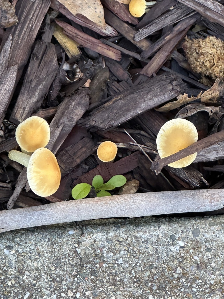 Leratiomyces percevalii · January 2026 · photo: © irinamitine (iNaturalist, cc-by)