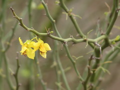 Parkinsonia texana