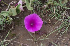 Ipomoea pellita