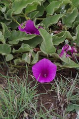 Ipomoea pellita
