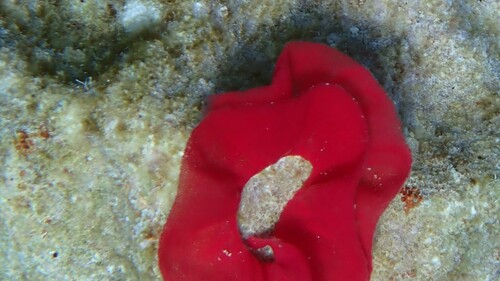 Spanish Dancer Nudibranch