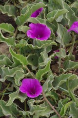 Ipomoea pellita