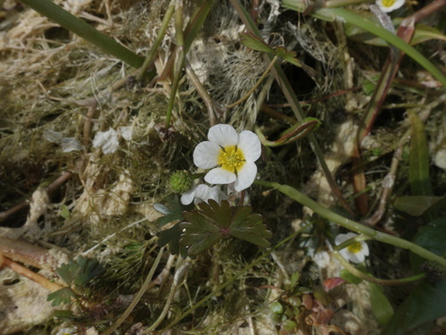 Brackish Water-crowfoot (Ranunculus baudotii)