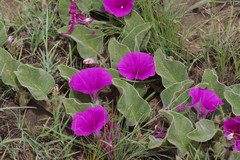 Ipomoea pellita
