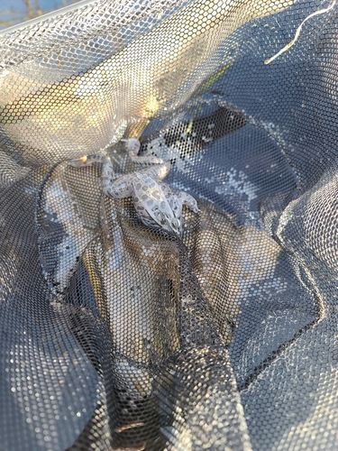 Northern Leopard Frog observed by nategildow