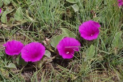 Ipomoea pellita