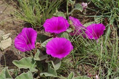 Ipomoea pellita