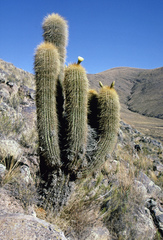 Trichocereus bertramianus