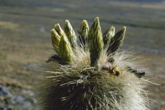 Trichocereus bertramianus