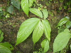 Elatostema