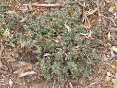 Coryphantha macromeris runyonii