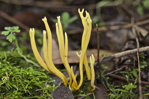 meadow coral fungus