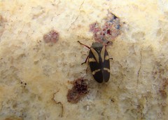 Deois flavopicta