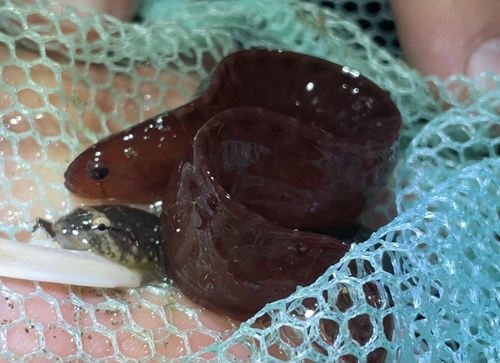 Pen-point blenny (Apodichthys flavidus) — Pholidae — 2