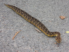 Bitis arietans arietans