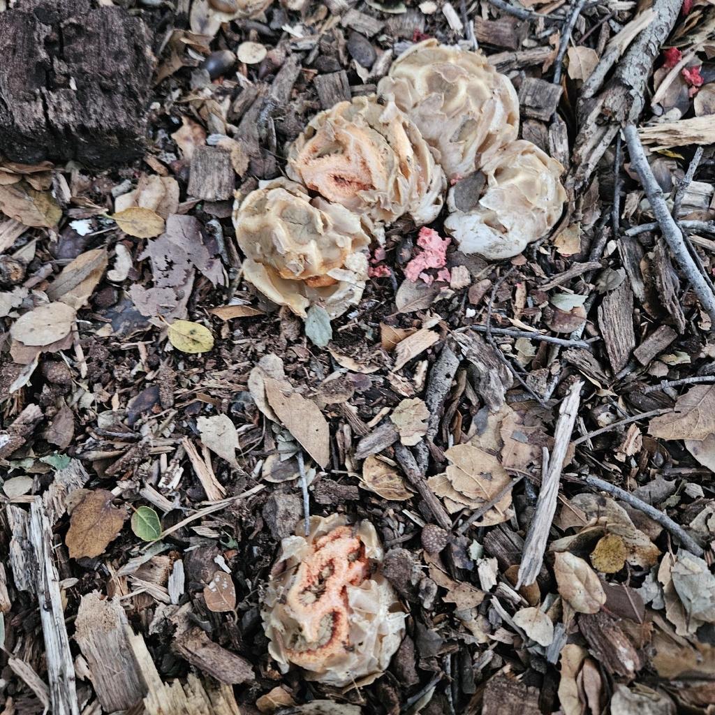 Clathrus ruber · January 2026 · photo: © bennett_grappone (iNaturalist, cc-by)