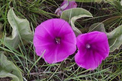 Ipomoea pellita