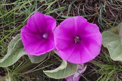 Ipomoea pellita