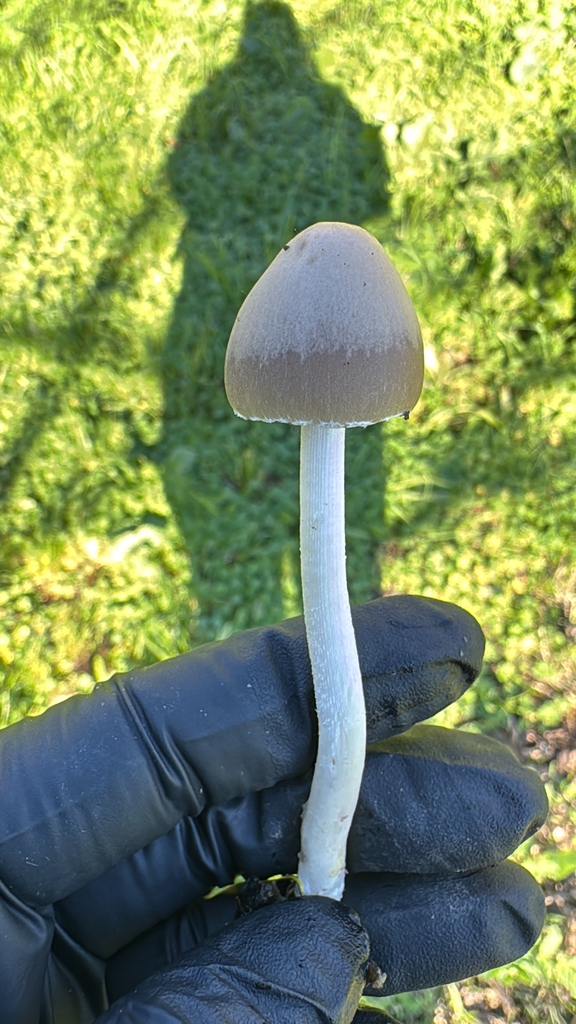 Psathyrella longipes · January 2026 · photo: © natureenthusiast_elle (iNaturalist, cc-by-nc)