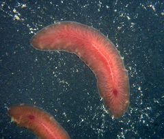 Acotylea