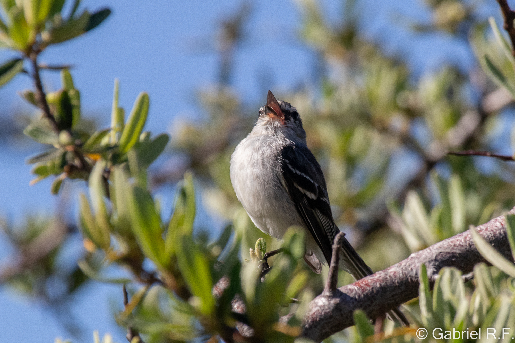 White-crested Tyrannulet (Serpophaga subcristata), photo 1
