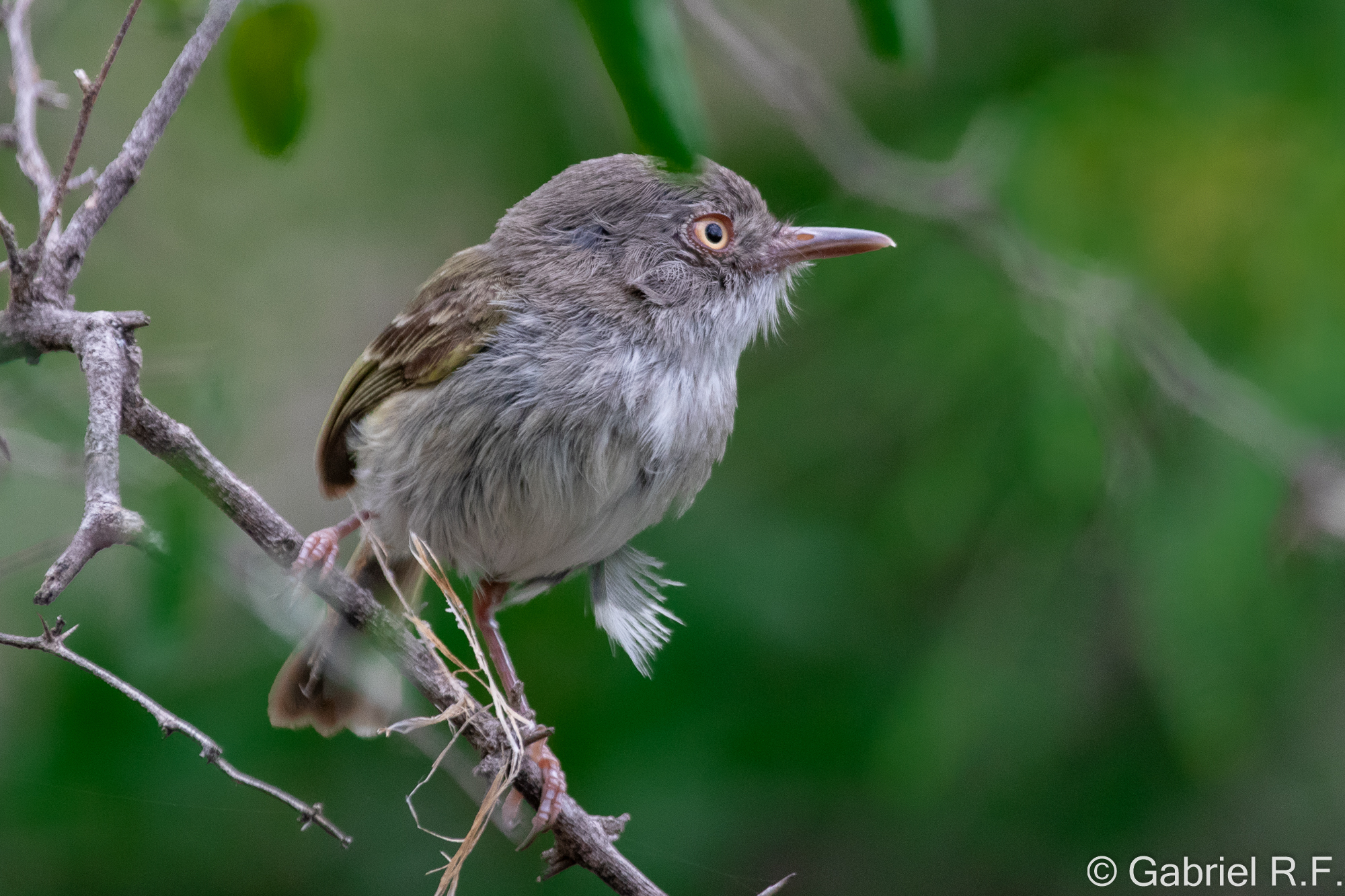 Pearly-vented Tody-Tyrant (Hemitriccus margaritaceiventer), photo 1