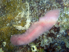 Acotylea