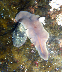 Acotylea