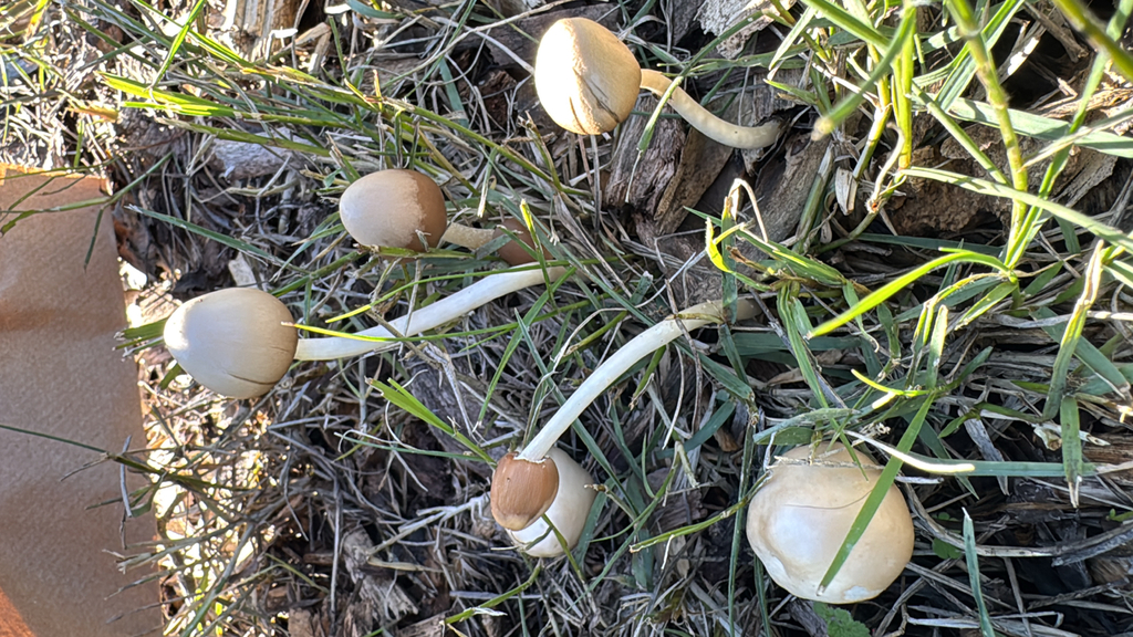 Psathyrella longipes · January 2026 · photo: © natureenthusiast_elle (iNaturalist, cc-by-nc)