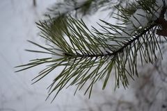 Pinus sylvestris
