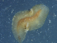 Enchiridium punctatum