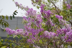 Lagerstroemia loudonii