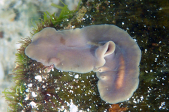 Acotylea