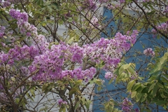 Lagerstroemia loudonii