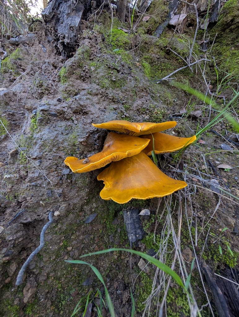 Omphalotus olivascens · January 2026 · photo: © akbirder (iNaturalist, cc-by)