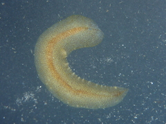 Enchiridium punctatum