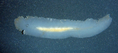 Acotylea