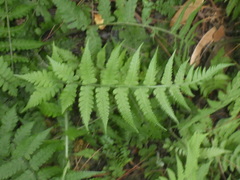 Deparia