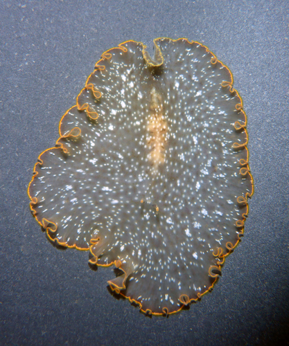 Paraplanocera oligoglena in life