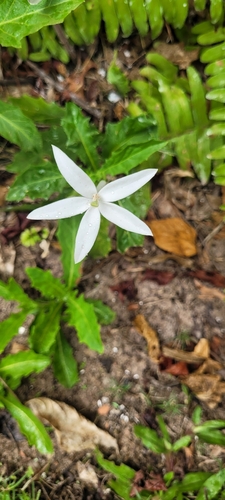 Star of Bethlehem