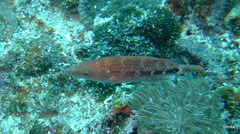 Oxycheilinus celebicus