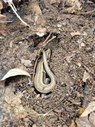 Common Five-lined Skink observed by northwesternoutdoors