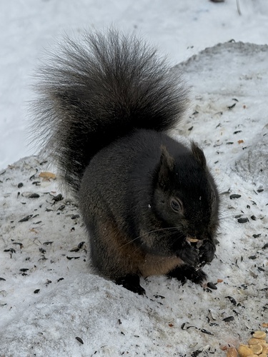 Eastern Gray Squirrel