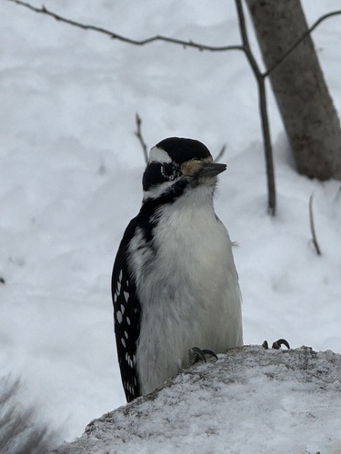 Hairy Woodpecker
