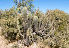 Trichocereus bertramianus