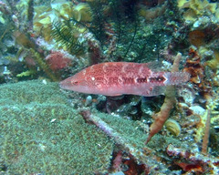 Oxycheilinus celebicus