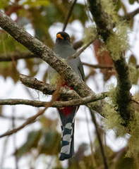 Priotelus roseigaster